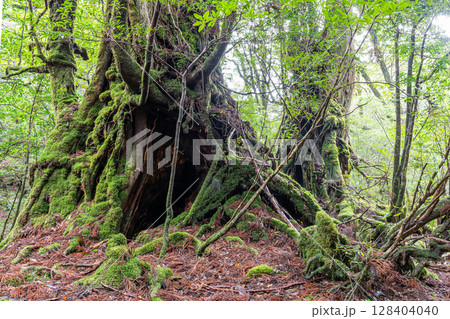 屋久杉武家杉　屋久島白谷雲水峡(2月) 128404040