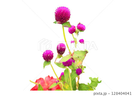 Globe Amaranth Flower PNG Transparent Background Globe Amaranth Flower PNG Transparent Background 128404041