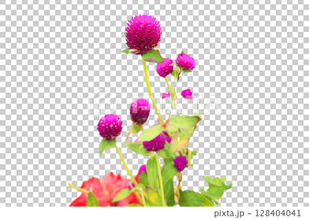 Globe Amaranth Flower PNG Transparent Background Globe Amaranth Flower PNG Transparent Background 128404041