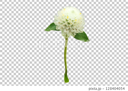 Globe Amaranth Flower PNG Transparent Background  128404054