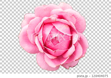 Pink Camellia Flower PNG Transparent Background Pink Camellia Flower PNG Transparent Background 128404075