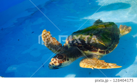 プールの中でスイスイ泳ぐウミガメ 128404175