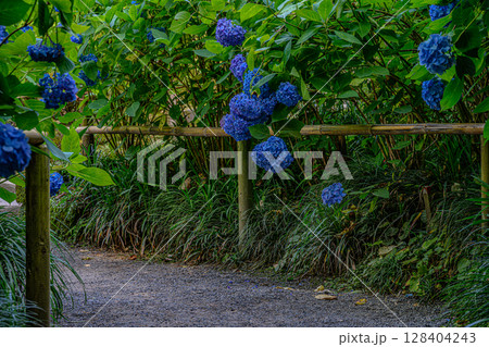 紫陽花(明月院) 紫陽花(明月院) 128404243
