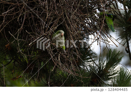 Parrot Nesting in Tree Parrot Nesting in Tree 128404485