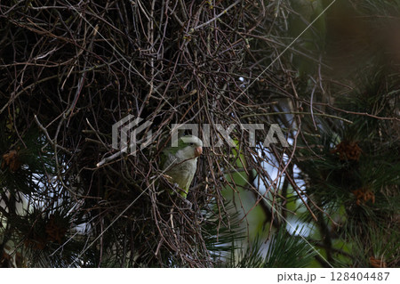 Parrot in Nest of Twigs 128404487