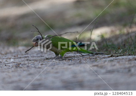 Parrot Gathering Nesting Materials Parrot Gathering Nesting Materials 128404513