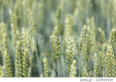 Close View of Wheat Field Close View of Wheat Field 128404550