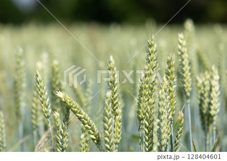 Wheat Plants in Countryside Field Wheat Plants in Countryside Field 128404601