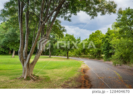 淀川河川公園の雑木林　摂津市 128404670