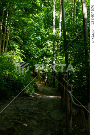 Forest Pathway with Wooden Fence Forest Pathway with Wooden Fence 128404676
