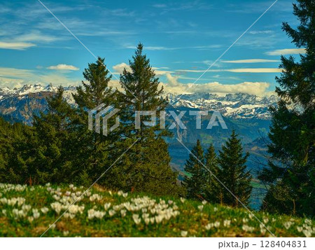 Majestic mountain landscape with pine trees and blooming flowers in springtime vista 128404831
