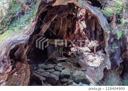 ウイルソン株 屋久島巨大屋久杉切り株と祠(2月) ウイルソン株 屋久島巨大屋久杉切り株と祠(2月) 128404900