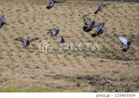 田んぼで餌を食べに集まる鳩 128405004