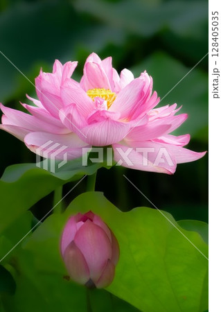 美しい蓮の花 128405035