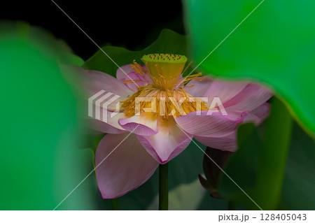 美しい蓮の花 128405043