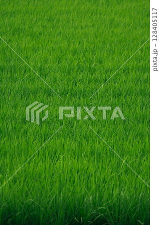 田んぼ 128405117