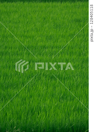 田んぼ 128405118