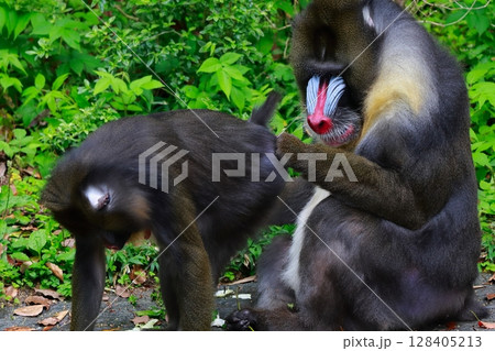 マンドリル　動物　猿 128405213