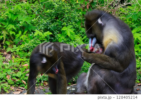 マンドリル　動物　猿 128405214