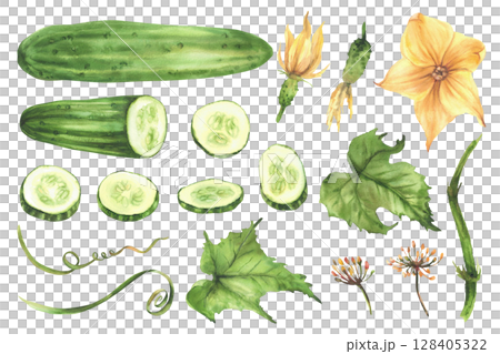 Cucumber plant set hand painted in watercolor Green vegetables whole and slices circles, yellow flower, leaves, tendril and buds on vine. Clipart for farming, gardening design. Isolated illustration 128405322