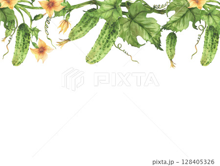 Cucumber hanging on vine watercolor frame with flowers, leaves buds and tendril. Organic farming and vegetable cultivation crop template for label, card Hand drawn watercolor Isolated from background Cucumber hanging on vine watercolor frame with flowers, leaves buds and tendril. Organic farming and vegetable cultivation crop template for label, card Hand drawn watercolor Isolated from background 128405326