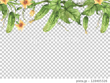 Cucumber hanging on vine watercolor frame with flowers, leaves buds and tendril. Organic farming and vegetable cultivation crop template for label, card Hand drawn watercolor Isolated from background Cucumber hanging on vine watercolor frame with flowers, leaves buds and tendril. Organic farming and vegetable cultivation crop template for label, card Hand drawn watercolor Isolated from background 128405326