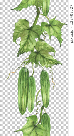 Cucumbers growing watercolor seamless border. Hand painted realistic vegetable plant illustration. Green leaf, curling tendril hanging on vine for packaging of farm products Isolated from background Cucumbers growing watercolor seamless border. Hand painted realistic vegetable plant illustration. Green leaf, curling tendril hanging on vine for packaging of farm products Isolated from background 128405327
