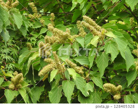 アカメガシワの若い果実 128405328