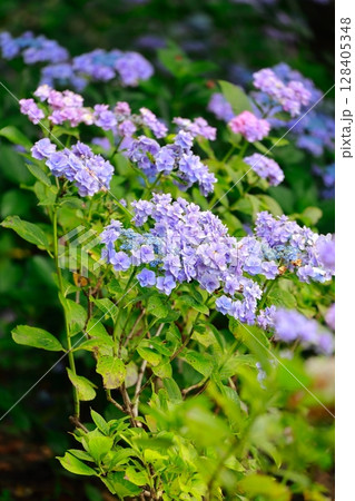 アジサイ 紫陽花 アジサイ 紫陽花 128405348