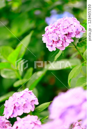 アジサイ　紫陽花 128405350