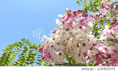 Bright pink and white acacia flowers bloom under clear blue sky. Natural botanical background with flowers with clear blue sky. Copy space. Bright pink and white acacia flowers bloom under clear blue sky. Natural botanical background with flowers with clear blue sky. Copy space. 128405374
