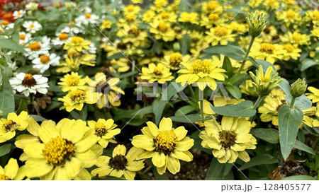 可愛い黄色のメランポジウムの花畑 128405577