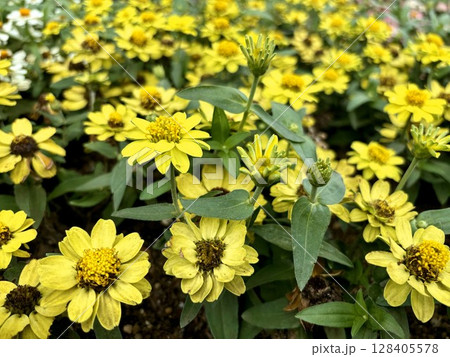 庭に黄色いメランポジウムの花が咲いている。 128405578