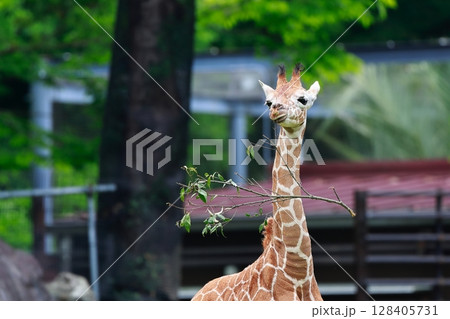 キリン キリン 128405731