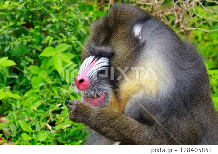 マンドリル　動物　猿 128405851