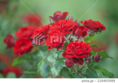 バラ 128405999