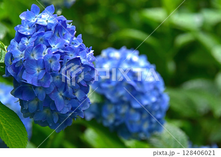 紫陽花の花 128406021