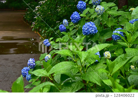 紫陽花の花 128406022