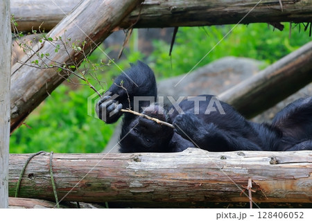 ゴリラ　のいち動物公園 128406052