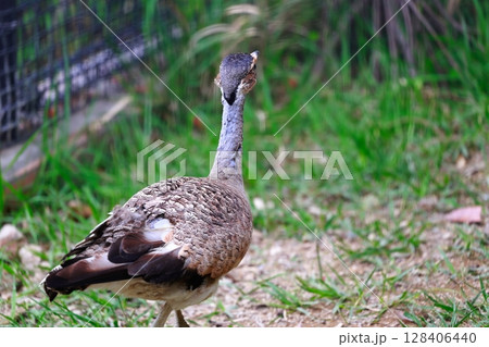 鳥　動物園 128406440