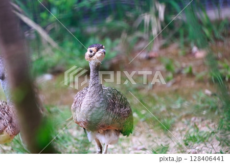 鳥　動物園 128406441