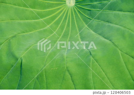 蓮の葉の背景用テクスチャー素材。アングルと質感のバリエーション。 128406503