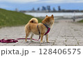 Adorable red Shiba Inu dog happily walking on lush green gras 128406575