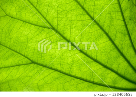 光に透けて美しい蓮の葉の背景用テクスチャー素材。アングルと質感のバリエーション 128406655