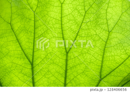 光に透けて美しい蓮の葉の背景用テクスチャー素材。アングルと質感のバリエーション 128406656