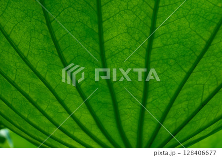 光に透けて美しい蓮の葉の背景用テクスチャー素材。アングルと質感のバリエーション 128406677
