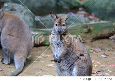 カンガルー 128406728