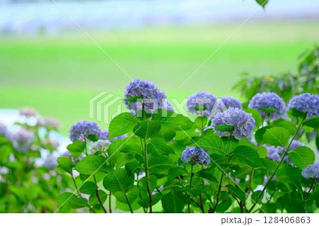 アジサイ　紫陽花 128406863