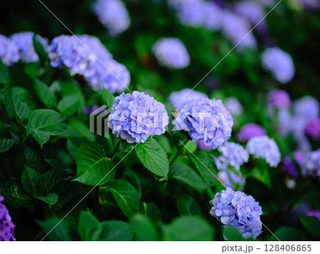 アジサイ 紫陽花 アジサイ 紫陽花 128406865