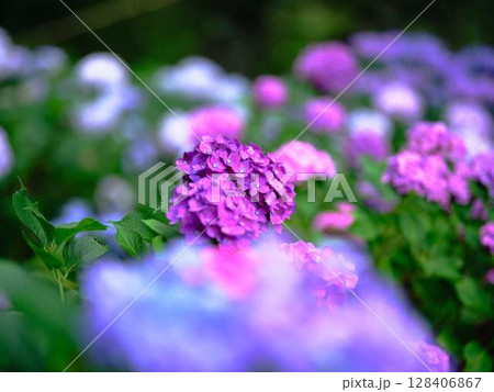 アジサイ　紫陽花 128406867
